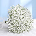 Baby's Breath