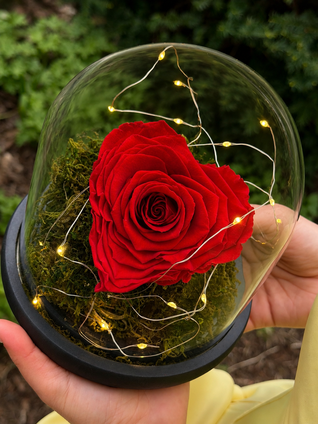 The Enchanted Rose